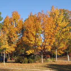 Quercus acutissima